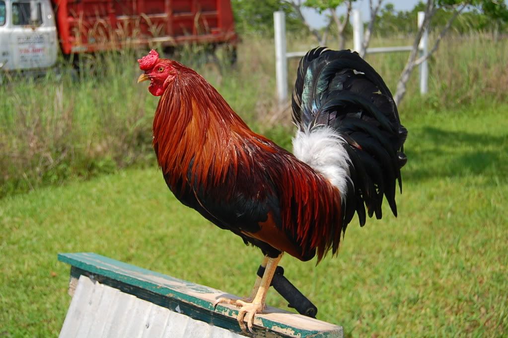 ALLEN ROUNDHEAD Photo by hno_albino Photobucket