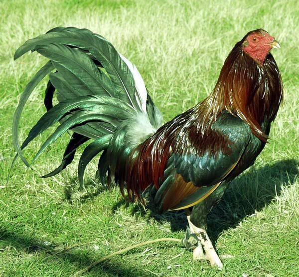 Image result for gallos de pelea round head