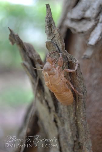 Female Cicada Killer Wasp. Cicada Killer Wasp: The Not-So