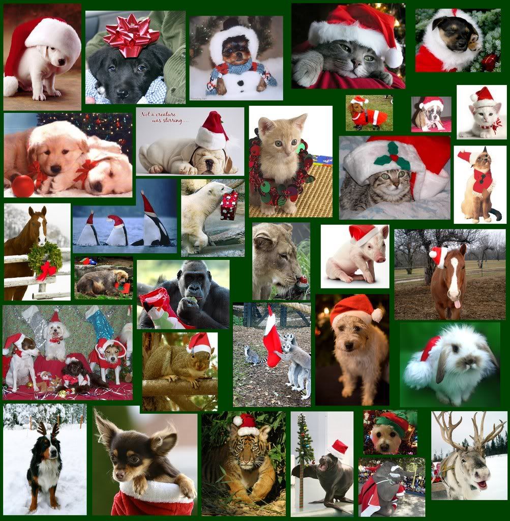 Christmas Animal Collage Pictures, Images and Photos