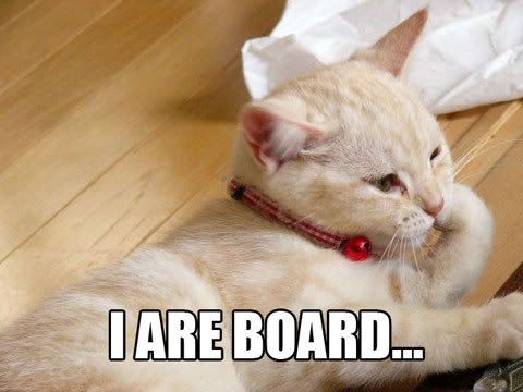 caturday-iareboard.jpg