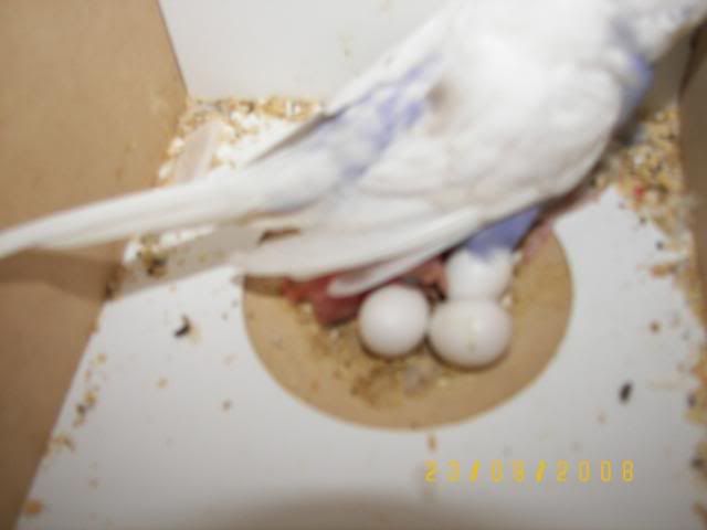 100_4295.jpg