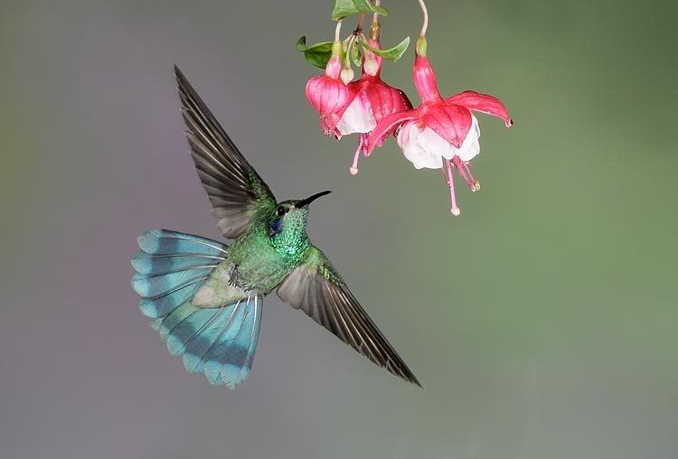 1flowerbird+jpg+t%3D1231472934 1flowerbird+jpg+t%3D1231472934