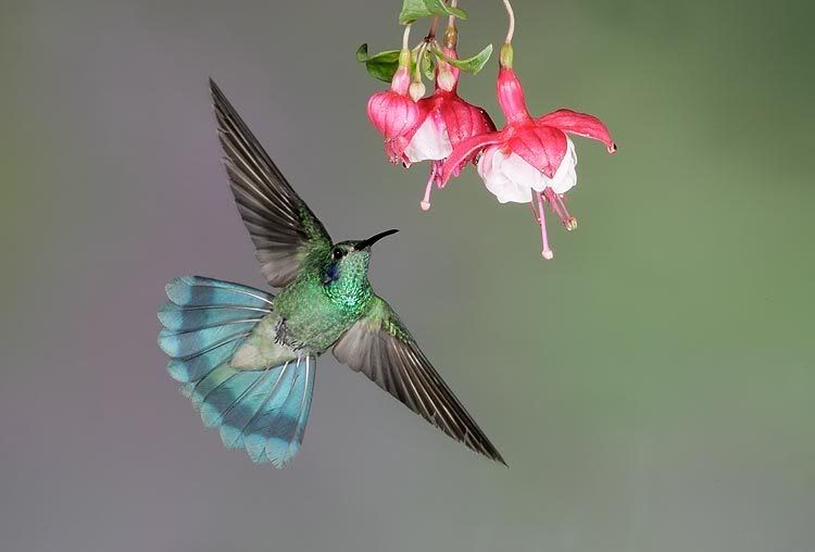 1flowerbird+jpg+t%3D1231472934