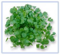 1coriander-1.jpg picture by nancerose