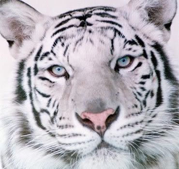 sxy tiger
