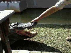 crocodile with hand photo: Crocodile Hand imagesgood-2dalligator.gif