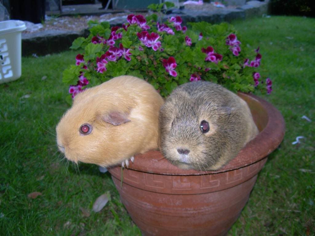 HoneyandToffee.jpg